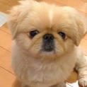 募集を中断しています
