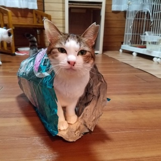 可愛いこちゃん！みよ子