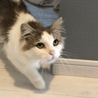 モア