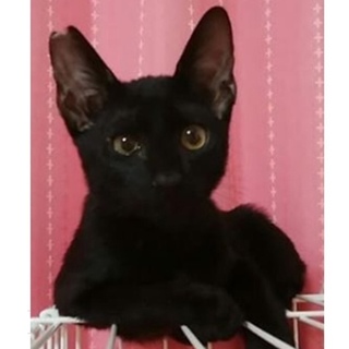 ゴウヤ、里親さま決定！ありがとうございました♡