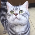 まだ甘えん坊アメショ男の子