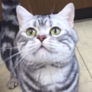 まだ甘えん坊アメショ男の子