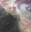 里親募集（子猫）
