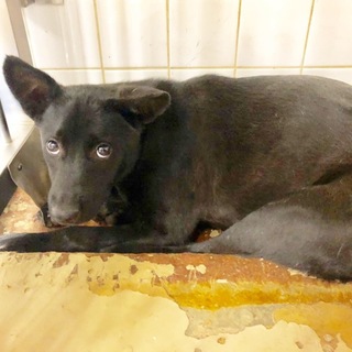 里親決定しました。