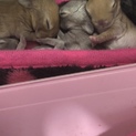 11/10産まれミニウサギ4匹！