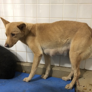 緊急です。小柄な女の子。動画あり