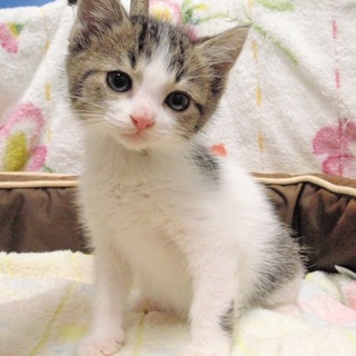 仔猫生後2か月　キジトラ白♂