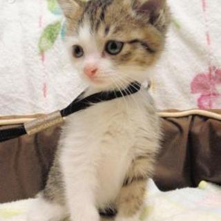 生後2か月　キジトラ白女の子4匹