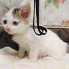 生後2か月　キジトラ白女の子4匹 サムネイル2