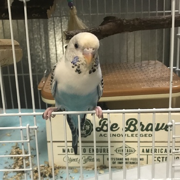 後ろの箱には産まれたばかりのヒナ ママは仁王立ちで守ってます