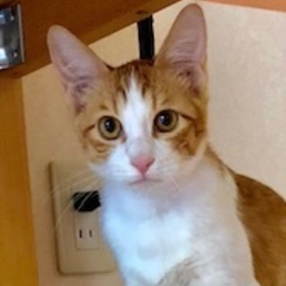 穏やかなほっこりにゃんこ　カプチーノ君