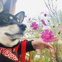 ちび