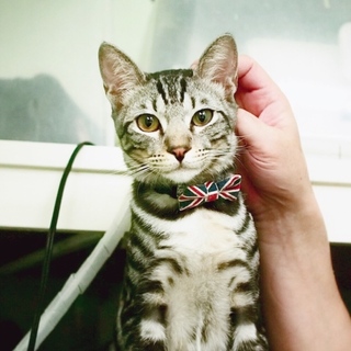 アメショミックス美男【アメちゃん】