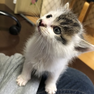 捨て猫兄弟子猫