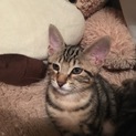 2カ月半！ かわいいキジトラ おとこのこ。