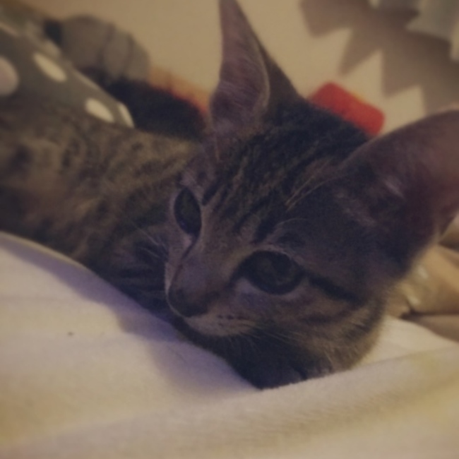 saorin.saorinのカバー写真