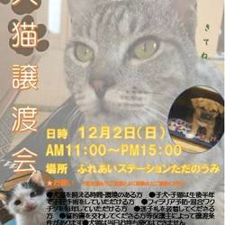 犬猫の譲渡会