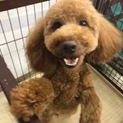1歳6ヶ月の大きめなトイプードル 