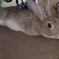 ミニウサギ ころすけ