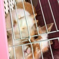 ライオンラビット ぽぽ
