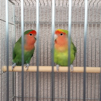 コザクラインコのつがい