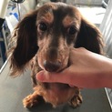 ダックス チップ♀ 里親募集中