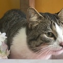 マンチカン(足短) カンちゃん♂ 里親募集