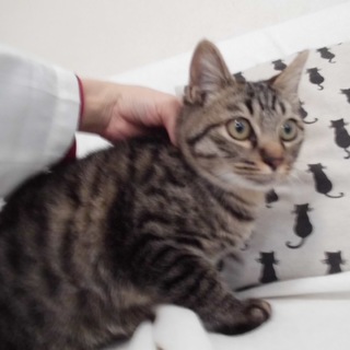 丸顔たぬき尻尾のごろすりキジ虎らんぽ君去勢済