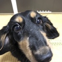 大事に飼ってくれる方