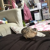 ピーヨン