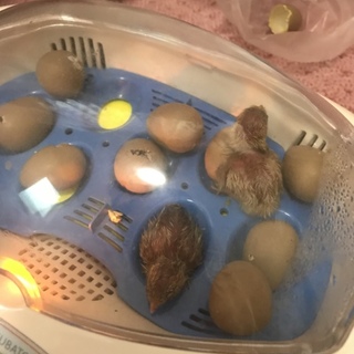 姫ウズラの赤ちゃん 11/20孵化