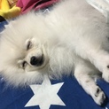 ポメラニアン 子犬