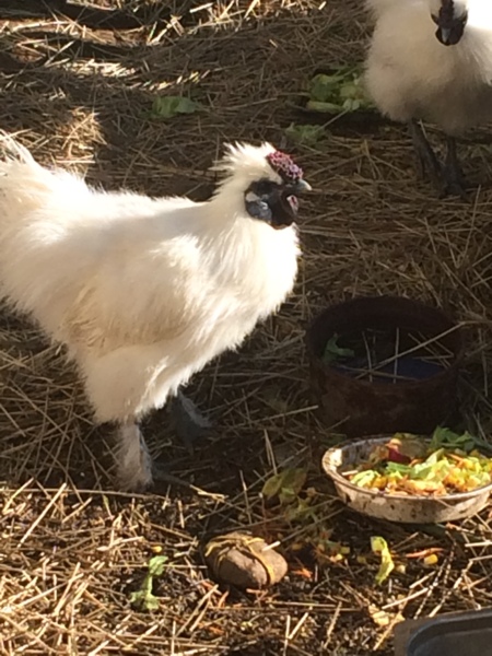 秋の庭のなかで】人間国宝ホメンコのペトリキウカ・プレート 40cm 秋の