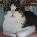 お家の猫になりたいのアリスちゃん