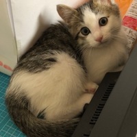 ラテ