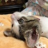 うぇいず