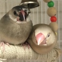 珍しいカラーの文鳥(オスメス)中雛のペアです
