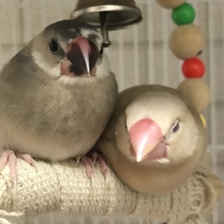 珍しいカラーの文鳥(オスメス)中雛のペアです