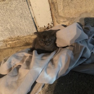 ２カ月くらいの子猫