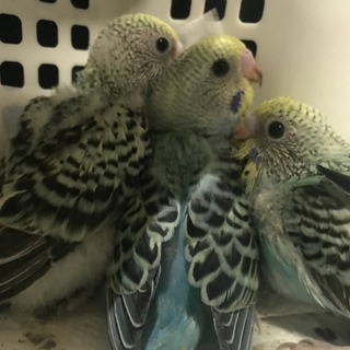 10月末生まれ里親募集