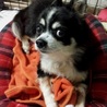 チワワの聖也くん♂推定５才 サムネイル2