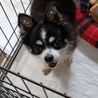 チワワの聖也くん♂推定５才 サムネイル3