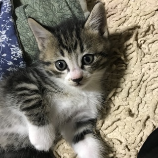 生後2ヶ月子猫5匹 (11/24追記があります)