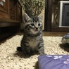 生後2ヶ月子猫5匹 (11/24追記があります) サムネイル2