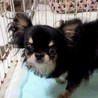 チワワの空くん♂推定３才 サムネイル2