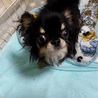 チワワの空くん♂推定３才 サムネイル3