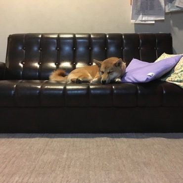 ソファの上でぐっすり