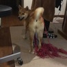 どっから持ってきた〜毛糸