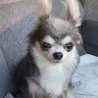 チワワのブルックちゃん♀推定8～10才 サムネイル2