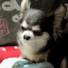チワワのブルックちゃん♀推定8～10才 サムネイル4